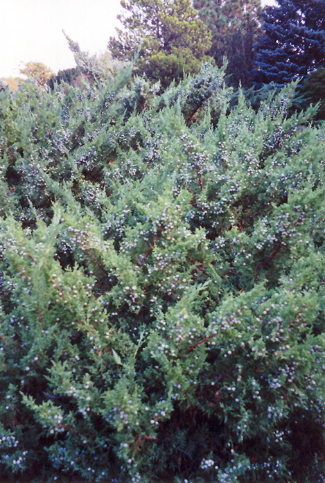 Maney Juniper (Juniperus chinensis 'Maney') at Hartman Companies