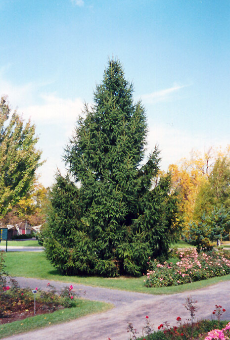 Norway Spruce (Picea abies) at Hartman Companies
