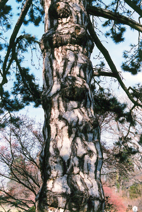 Austrian Pine (Pinus nigra) at Hartman Companies