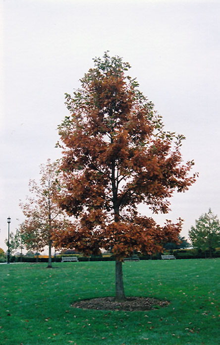 Swamp White Oak (Quercus bicolor) at Hartman Companies