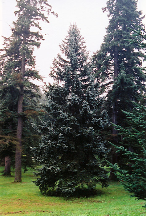 Thompsen Blue Spruce (Picea pungens 'Thompsen Blue') at Hartman Companies