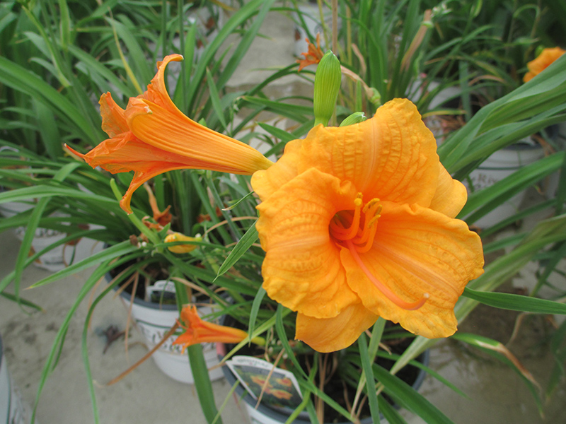 Endlesslily Orange Daylily (Hemerocallis 'DHEMORANGE') at Hartman Companies