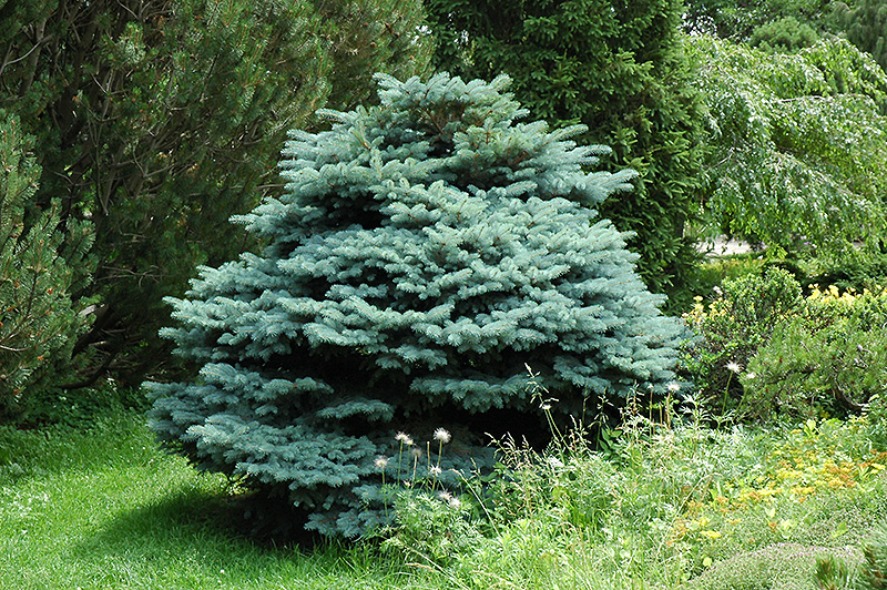 Globe Blue Spruce (Picea pungens 'Globosa') at Hartman Companies