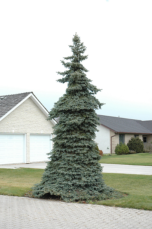 Weeping Blue Spruce (Picea pungens 'Pendula') at Hartman Companies