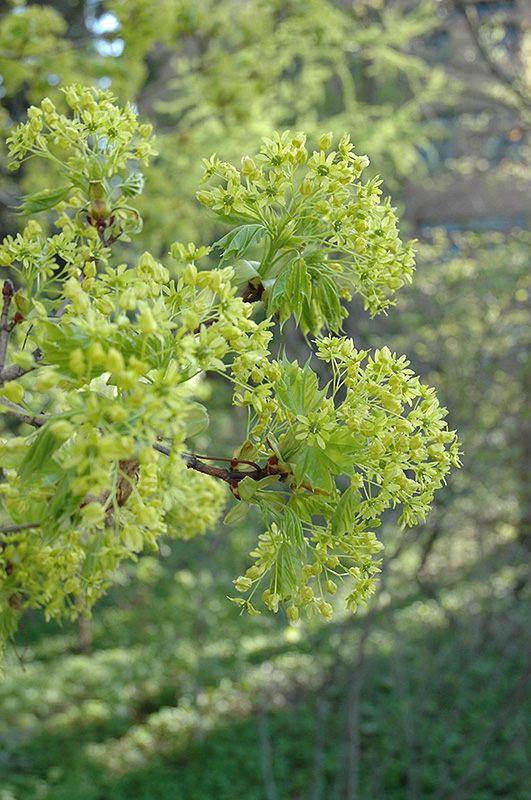 Norway Maple (Acer platanoides) at Hartman Companies