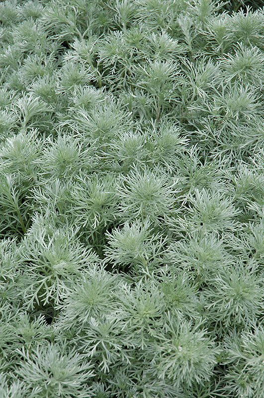 Silver Mound Artemesia (Artemisia schmidtiana 'Silver Mound') at Hartman Companies