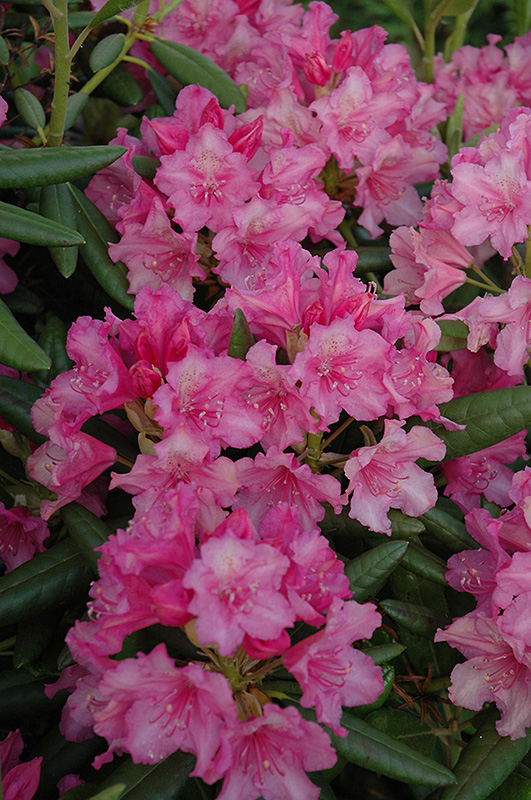 Hellikki Rhododendron (Rhododendron 'Hellikki') at Hartman Companies