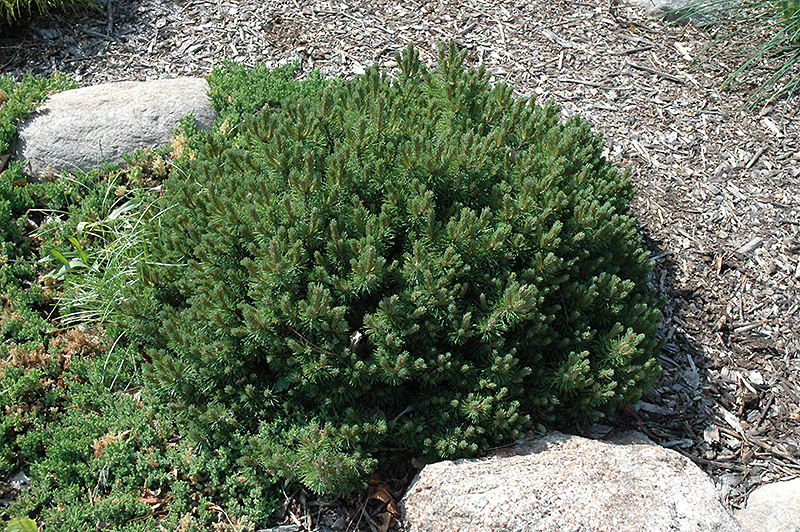 Valley Cushion Mugo Pine (Pinus mugo 'Valley Cushion') at Hartman Companies