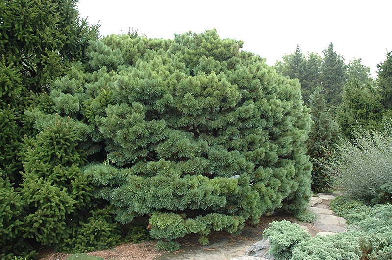 Dwarf Blue Scotch Pine (Pinus sylvestris 'Glauca Nana') at Hartman Companies