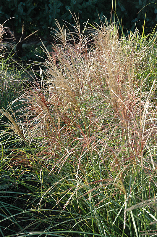 Red Silver Maiden Grass (Miscanthus sinensis 'Rotsilber') at Hartman Companies