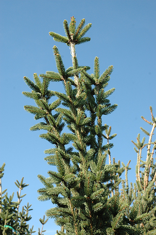 Columnar Norway Spruce (Picea abies 'Cupressina') at Hartman Companies