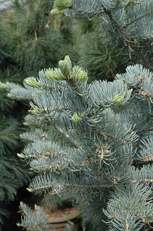 Candicans White Fir (Abies concolor 'Candicans') at Hartman Companies