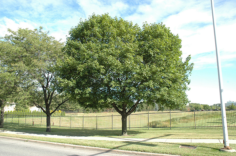 Norway Maple (Acer platanoides) at Hartman Companies
