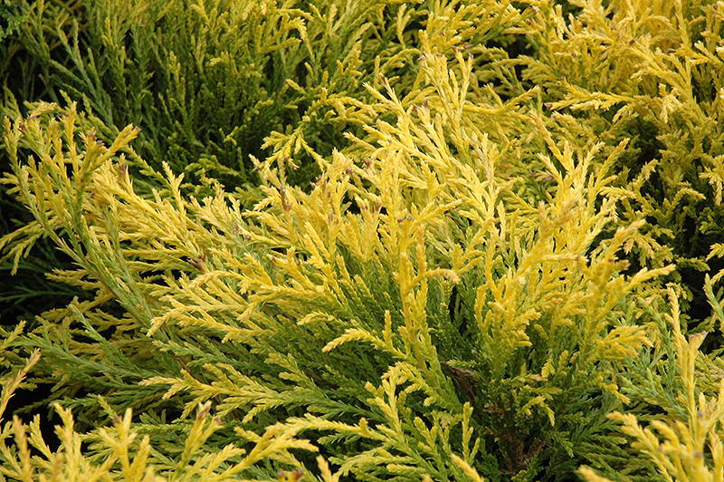 Golden Mop Falsecypress (Chamaecyparis pisifera 'Golden Mop') at Hartman Companies