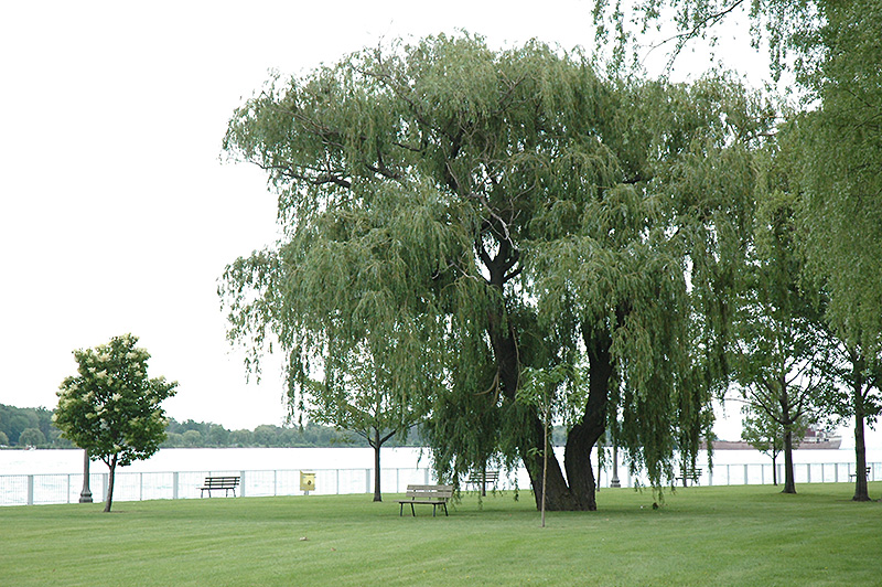 Niobe Golden Weeping Willow (Salix alba 'Niobe') at Hartman Companies