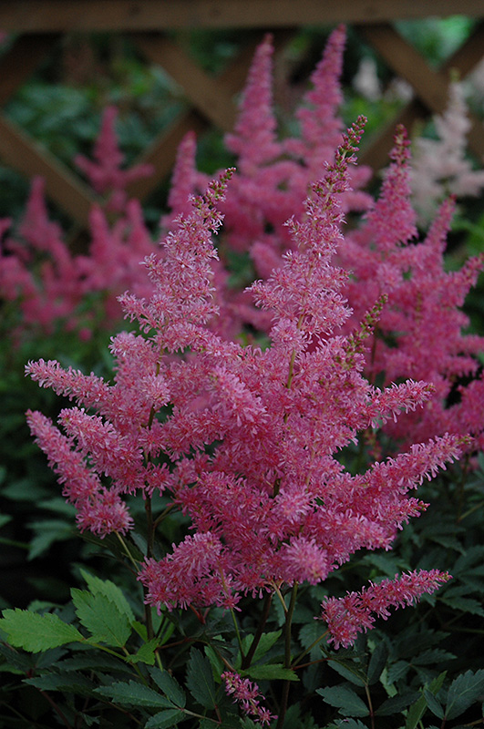 Younique Lilac Astilbe (Astilbe 'Verslilac') at Hartman Companies