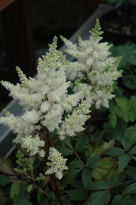 Younique White Astilbe (Astilbe 'Verswhite') at Hartman Companies