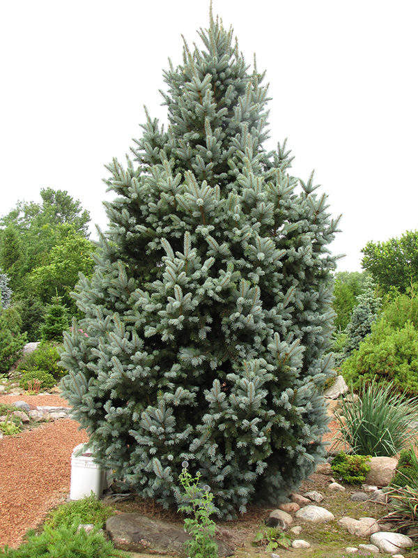 Iseli Fastigiate Spruce (Picea pungens 'Iseli Fastigiata') at Hartman Companies