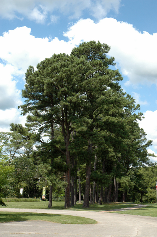 Austrian Pine (Pinus nigra) at Hartman Companies