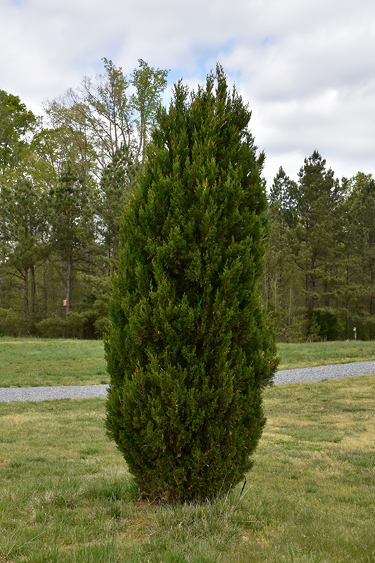 Spartan Juniper (Juniperus chinensis 'Spartan') at Hartman Companies