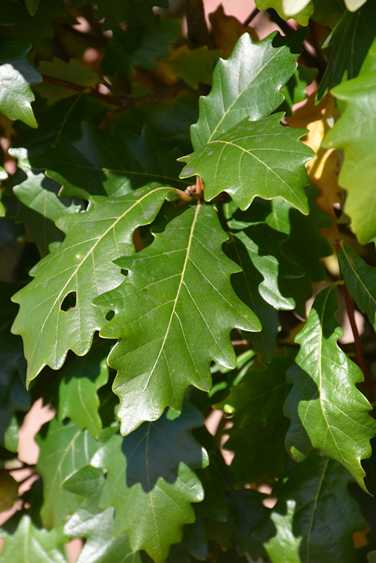 Kindred Spirit Oak (Quercus x warei 'Nadler') at Hartman Companies