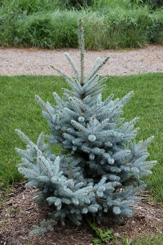 Bonny Blue Blue Spruce (Picea pungens 'Bonny Blue') at Hartman Companies
