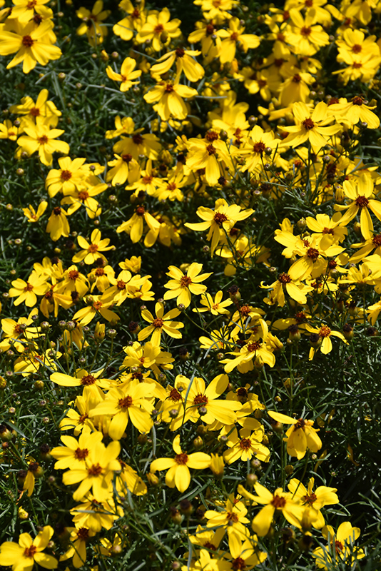 Imperial Sun Tickseed (Coreopsis 'Imperial Sun') at Hartman Companies