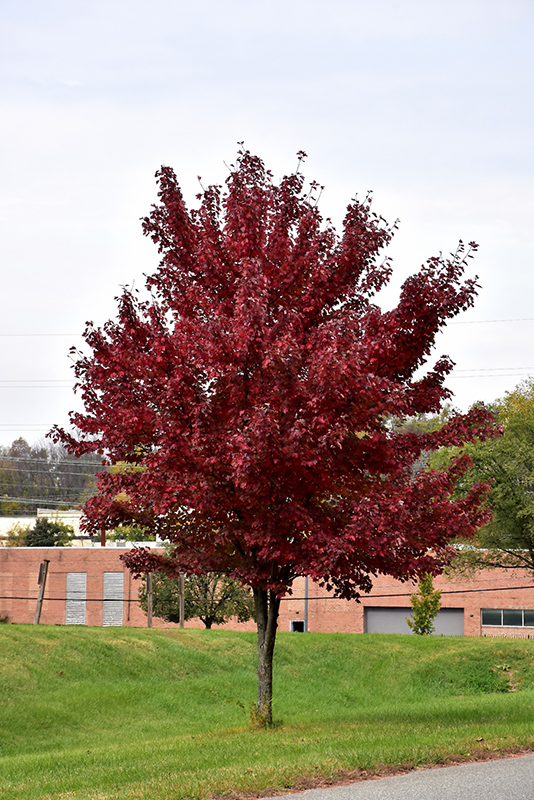 Brandywine Red Maple (Acer rubrum 'Brandywine') at Hartman Companies