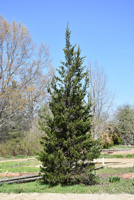 Eastern Redcedar (Juniperus virginiana) at Hartman Companies
