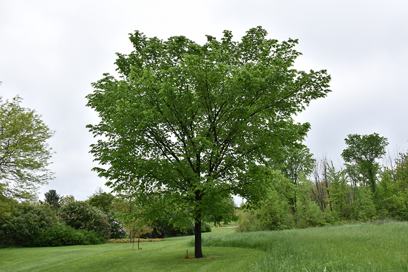 Valley Forge Elm (Ulmus americana 'Valley Forge') at Hartman Companies
