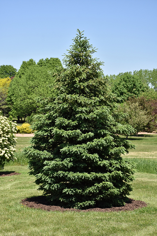 Black Hills Spruce (Picea glauca 'Densata') at Hartman Companies