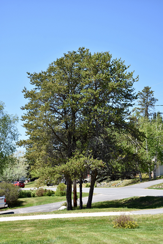 Jack Pine (Pinus banksiana) at Hartman Companies