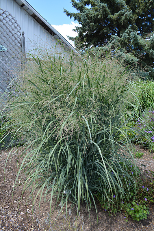 Northwind Switch Grass (Panicum virgatum 'Northwind') at Hartman Companies