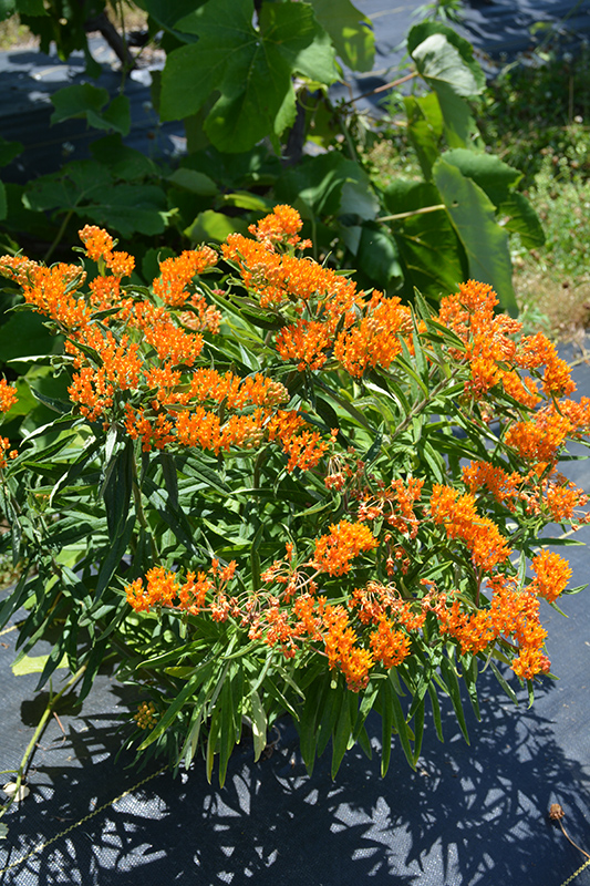 Butterfly Weed (Asclepias tuberosa) at Hartman Companies