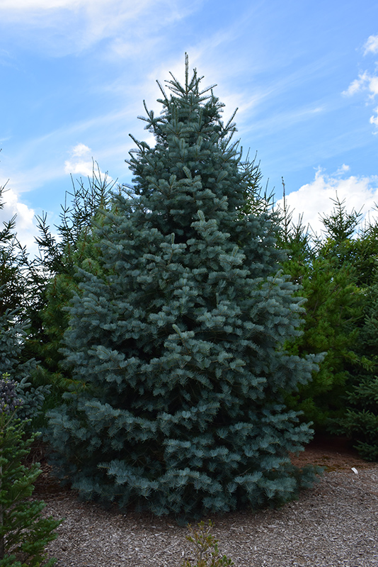 Bonny Blue Blue Spruce (Picea pungens 'Bonny Blue') at Hartman Companies