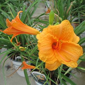 Plant Photo 2