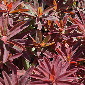 Plant Photo 4