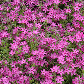 Plant Photo 1