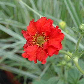 Plant Photo 8
