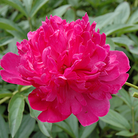 Plant Photo 4