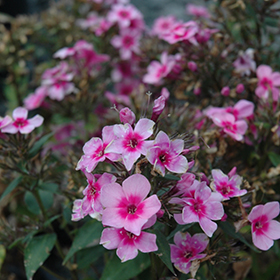 Plant Photo 8