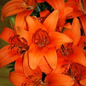 Plant Photo 8