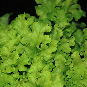 Plant Photo 9