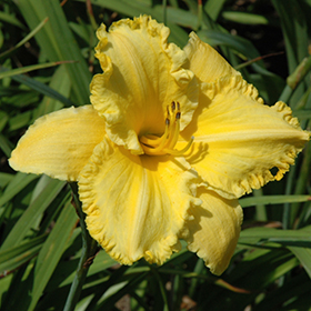 Plant Photo 8