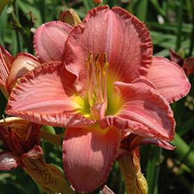 Plant Photo 7