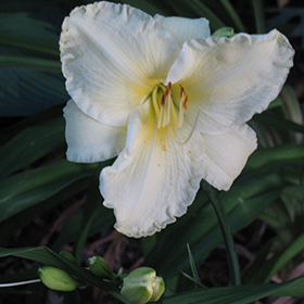 Plant Photo 2