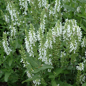 Plant Photo 4
