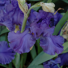 Plant Photo 9