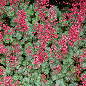 Plant Photo 5