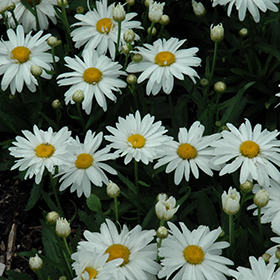 Plant Photo 10